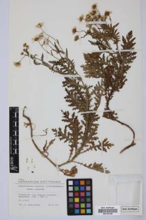 Argyranthemum adauctum adauctum (Link) Humphries