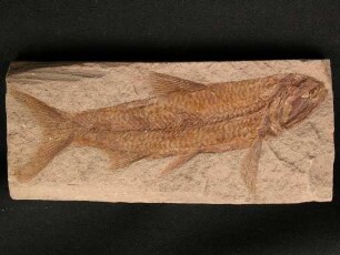 Fisch Sardinius