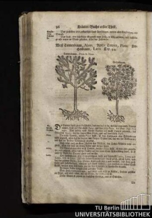 Cap. 44. Weiß Tannenbaum, Abies. Rothe Tannen, Picea. Lerchenbaum, Larix.