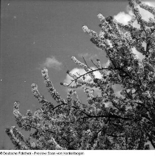 Frühling; Baumblüte Borthen Kauscha