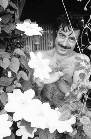 Ungewöhnlich große Clematisblüte im Kleingartengelände Kuhweide
