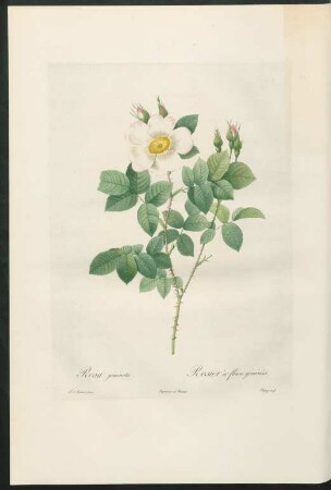 Rosa geminata. Rosier à fleurs géminées. Chapuy sculp.