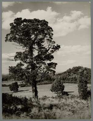 Landschaft mit Rotzeder in Dutchess County, New York