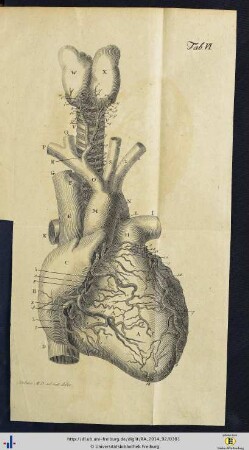 Tabula VI.