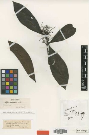 Stylogyne amazonica Mez [isotype]
