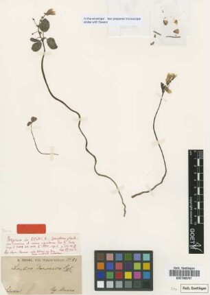 Leontice darwasica Regel [type]