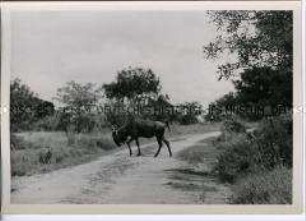 Ein Gnu überquert eine Sandpiste im Kruger National Park, Südafrika