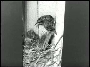 Certhia familiaris (Certhiidae) - Aufzucht der Jungen im Nest