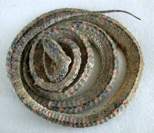Getrocknete Schlangen als Medizin