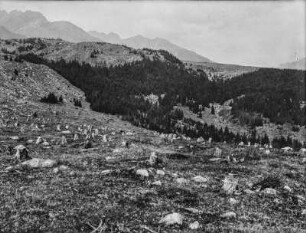 Gerodeter Wald : Blick über eine gerodete Waldfläche. Partiell Wald im Hintergrund