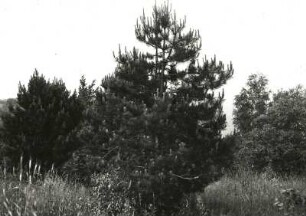 Waldbild mit Bergkiefer