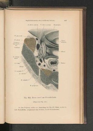 Fig. 452. Sagittalschnnittseie eines weiblichen Beckens.