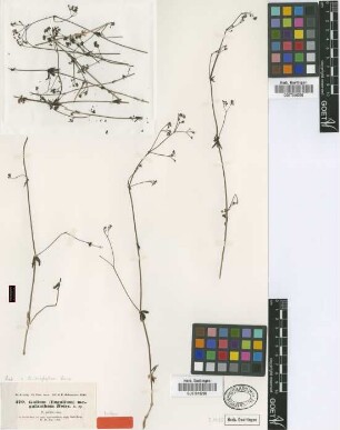 Galium megalanthum Boiss. [isotype]