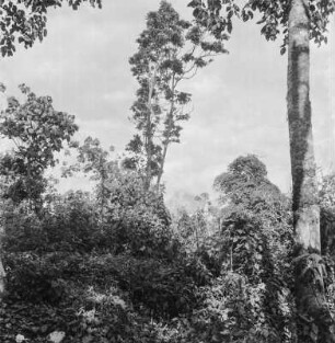 Vegetation : Bäume und Sträucher in Nord-Kiwu