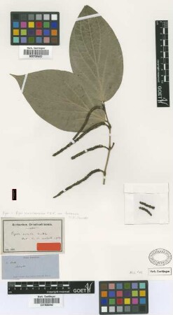 Piper ovale C.DC. [isolectotype]