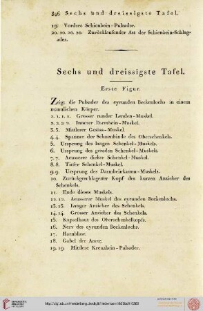Tafel XXXVI - XXXVIII