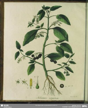 Solanum Nigrum. Schwarzer Nachtschatten
