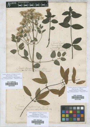 Clematis