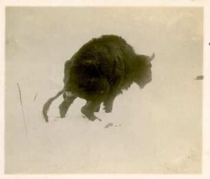 Wisent : Bialowieza, Wisent (Bison bonasus), Stier sich lösend