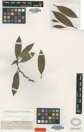 Guatteria heteropetala Benth.
