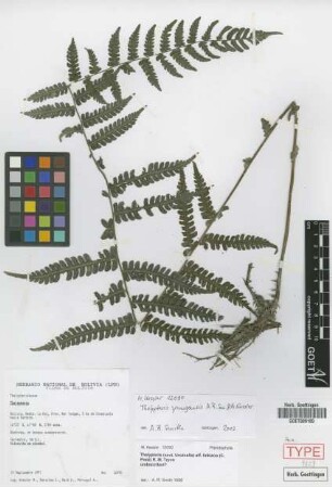 Thelypteris yungensis A.R.Sm. & M. Kessler [paratype]