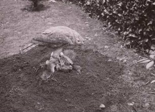 Technikgeschichte | Forstwirtschaft, Jagdwesen | Jagdwesen | Jagdmethoden | Beize, Hüttenjagd