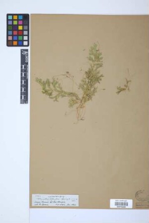 Selaginella substipitata Spring