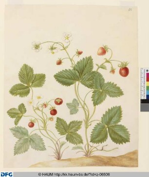 Erdbeeren