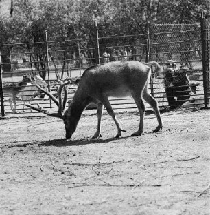 Zootiere. Rotwild im Bast