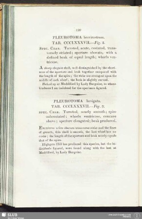 Pleurotoma brevirostrum. Tab. CCCL XXXVII. - Fig. 2