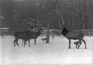 Wildfütterung im Moritzburger Forst. Dammwild in Gehegen des ehemaligen Tiergartens. Winteraufnahme, um 1965