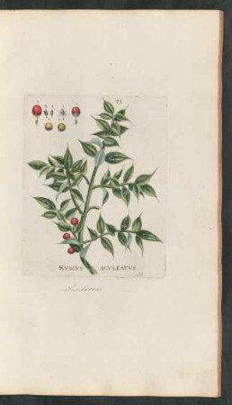 73. Ruscus aculeatus