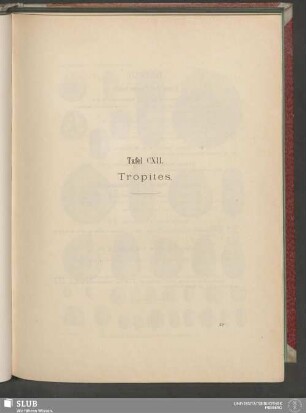 Tafel CXII. Tropites