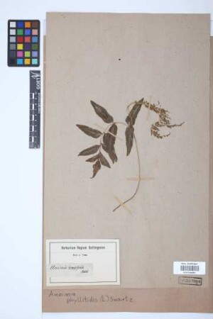 Anemia phyllitidis (L.) Sw.