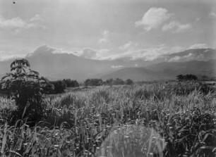 Weizenfeld : Weizenfeld nahe der Uluguru-Berge