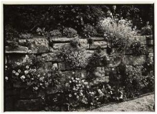 Garten Bergius, Heidelberg: Trockenmauer