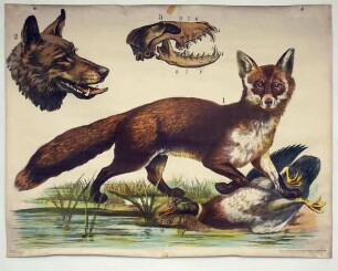 Der Fuchs (Canis vulpes)