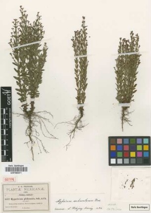 Hypericum philonotos Schltdl. & Cham. [isotype]