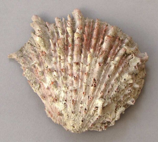 Spondylus-Schale