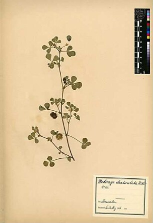 Leguminosae Medicago denticulata [Jerusalem, Yerushalayim, El Quds, Al-Quds, Al Quds, El Quds Esh Sherif, Al-Muqaddas, Jérusalem, Gerusalemme, Jerusalén, Aelia Capitolina, Colonia Aelia Capitolina, Hierosolyma, Urusalim, Jerusalem]