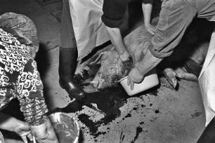 Das Blut wird zur weiteren Verwendung aufgefangen