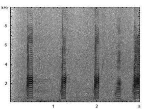 Stockente | Anas platyrhynchos - Ruf, agonistischer Laut