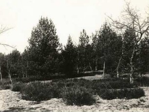 Torgauer Land. In der Annaburger Heide