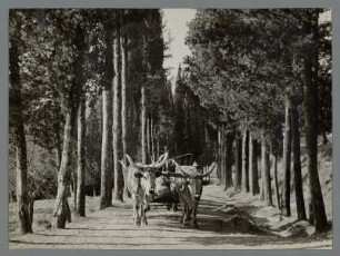 Ochsengespann in Monteoliveto, Siena, Toskana