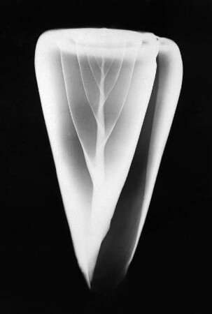 Conus marmoreus (Marmor-Kegelschnecke), Röntgenaufnahme