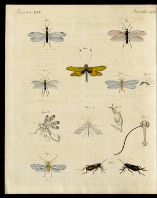 Merkwürdige Insecten.