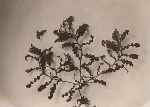 Krauses Laichkraut (Potamogeton crispus) mit Winterknospen