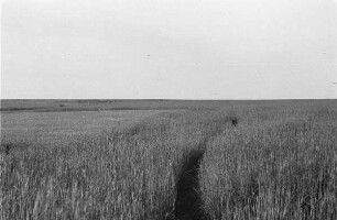 Zweiter Weltkrieg. Frontbilder. Sowjetunion. Schneise in einem Getreidefeld