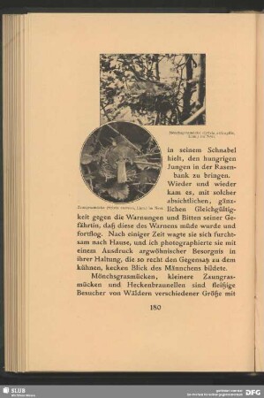 Mönchsgrasmücke, Sylvia atricapilla, Linn., und Zaungrasmücke, Sylvia curruca, Linn., im Nest
