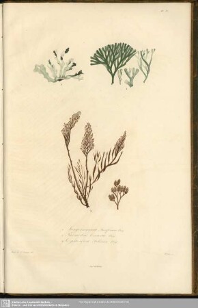 Fig. 1. Jungermannia Fuciformis, Bory. Fig. 2. Parmelia Contorta, Bory. Fig. 3. Cystoceira Filicina, Bory